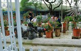 Ngắm hoa hồng bonsai trị giá cả trăm triệu đồng khoe sắc
